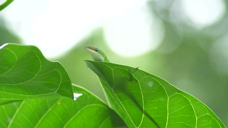 Green-lizard-from-Hawaii-big-island-peeks-over-and-rests-on-a-vibrant-green-leaf