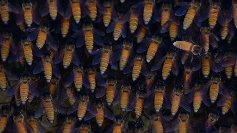 Es-Ist-Bekannt,-Dass-Honigbienen-Große-Nestkolonien-Mit-Symmetrischen-Taschen-Aus-Wachs-Bauen,-Um-Honig-Als-Nahrungsquelle-Zu-Speichern