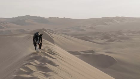 4K-Aufnahme-Eines-Hundes-Auf-Einer-Sanddüne-In-Huacachina