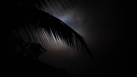 Long-palm-tree-leaf-reaches-into-the-spot-lit-moonlight-as-dark-clouds-pass-by-overhead-on-a-spooky-eerie-Halloween-night-time