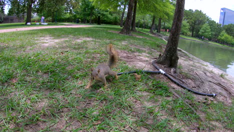 Eichhörnchen-Im-Park-Kommt-Zur-Kamera