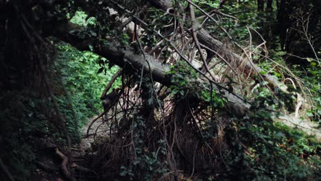 Bosques-Misteriosos-Con-Un-árbol-Caído-Sobre-Un-Camino-Que-Lo-Bloquea