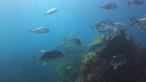 Barrakudas-Und-Makrelen-Schwimmen-Mit-Wunderschönen-Sonnenstrahlen-über-Dem-Korallenriff