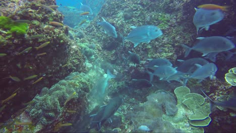 Jackfish-school-hunting-together-around-the-coral-reef