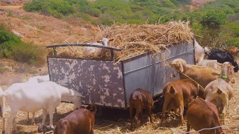 Bunch-of-Goats-Eating-in-a-Cart
