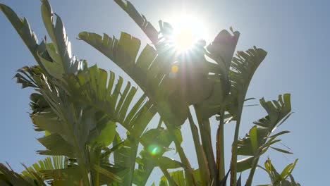 A-palm-tree-in-120fps-slow-motion-with-a-sunflare-going-through-the-palm-tree