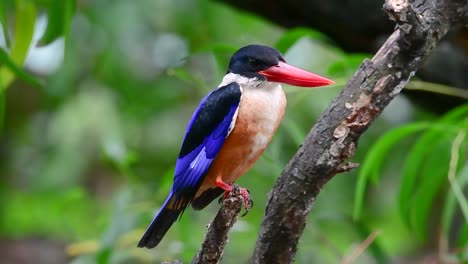 The-Black-capped-Kingfisher-has-a-candy-like-red-bill-and-a-black-cap-which-is-found-in-Thailand-and-other-countries-in-Asia