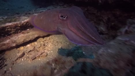 Tintenfischbabys,-Die-Ihre-Farbe-ändern-Und-Beim-Nachttauchgang-Unter-Fackellicht-Davonschwimmen