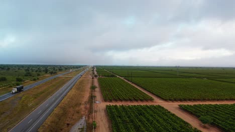 Carretera-Junto-A-La-Plantación-De-Viñedos-Nublados