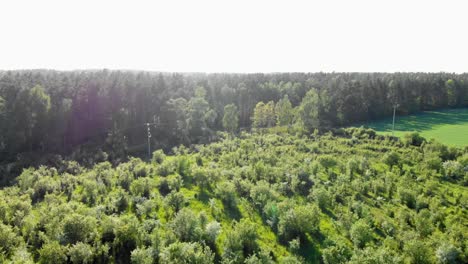 Aerial-dolly-shot-of-meadow-in-pomeranian-district-in-Poland