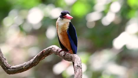 The-Black-capped-Kingfisher-has-a-candy-like-red-bill-and-a-black-cap-which-is-found-in-Thailand-and-other-countries-in-Asia