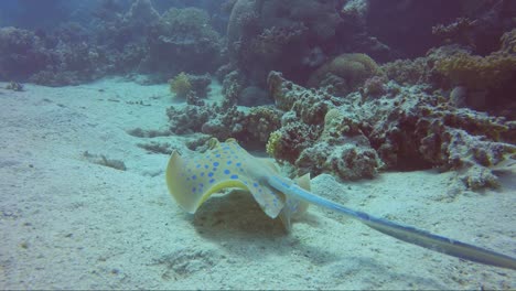 Blue-spotted-sting-ray-swims-around-beautiful-coral-reef-and-sand-in-crystal-blue-water