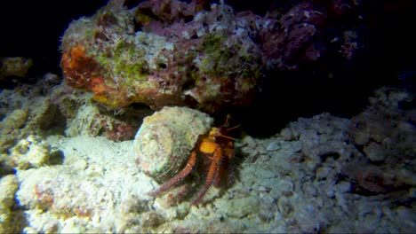Hermit-crab-walks-along-coral-reef-on-a-night-dive-under-torch-light
