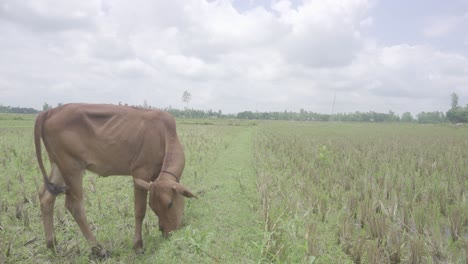 En-Un-Pequeño-Pueblo-De-Bangladesh,-Las-Vacas-Están-Comiendo-Hierba-En-El-Campo-Después-De-Que-El-Cuerpo-Haya-Sido-Cortado-Hasta-La-Raíz