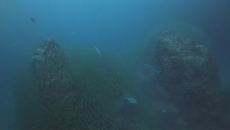 Huge-school-of-fish-engulf-huge-coral-pinnacles
