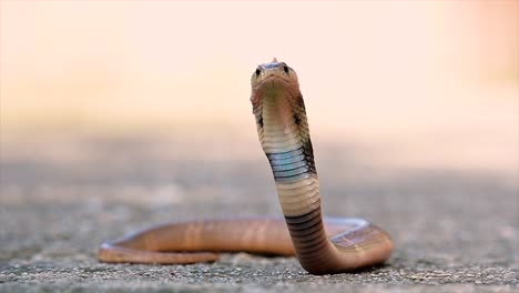 A-medium-sized-cobra-with-a-thin-body-compared-to-other-cobras