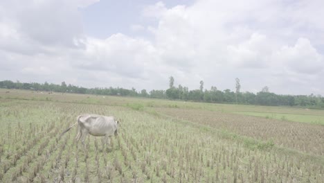 In-Einem-Kleinen-Dorf-In-Bangladesch-Fressen-Die-Kühe-Gras-Auf-Der-Wiese,-Nachdem-Der-Körper-Bis-Auf-Die-Wurzel-Geschnitten-Wurde