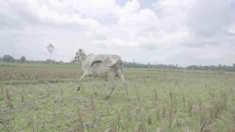 En-Un-Pequeño-Pueblo-De-Bangladesh,-Las-Vacas-Están-Comiendo-Hierba-En-El-Campo-Después-De-Que-El-Cuerpo-Haya-Sido-Cortado-Hasta-La-Raíz