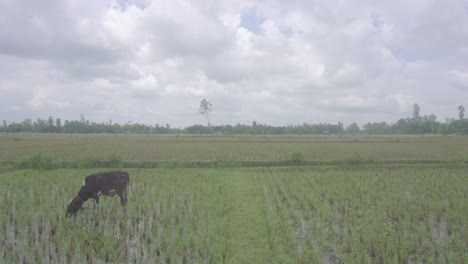 In-Einem-Kleinen-Dorf-In-Bangladesch-Fressen-Die-Kühe-Gras-Auf-Der-Wiese,-Nachdem-Der-Körper-Bis-Auf-Die-Wurzel-Geschnitten-Wurde