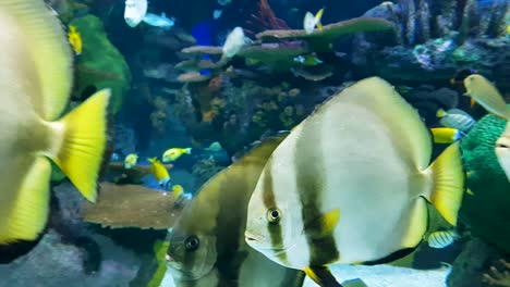Fischschwarm-Im-Aquarium-Schwimmen