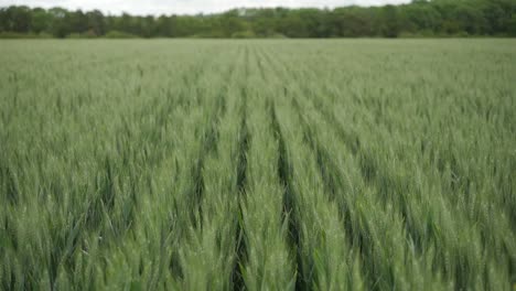 Neat-rows-of-green-wheat,-camera-pans-up-to-cloudy-horizon