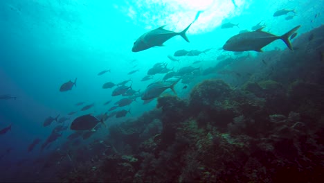 Fischschwärme-Schwimmen-Zusammen-über-Ein-Wunderschönes-Korallenriff-Mit-Sonne-Darüber