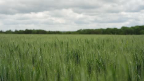 Field-of-green-wheat-blowing-in-the-wind,-Camera-pans-upwards