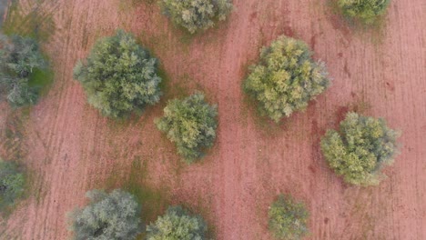 Cultivation-of-Olive-Trees-in-Algarve-from-Above-2