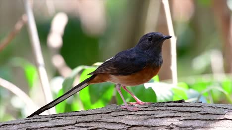 The-White-rumped-Shama-is-one-of-the-most-common-birds-in-Thailand-and-can-be-readily-seen-at-city-parks,-farm-lands,-wooded-areas,-and-the-national-parks