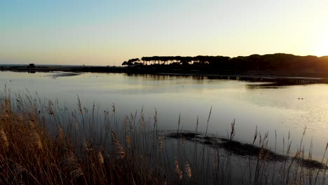 Sonnenuntergang-An-Einem-See-Hinter-Pinien-In-Der-Algarve-5
