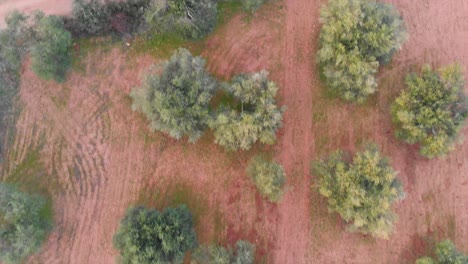 Olive-Trees-in-Portugal-from-above-3