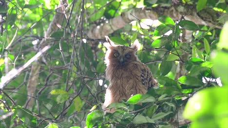 The-Buffy-Fish-Owl-is-a-big-owl-and-yet-the-smallest-among-the-four-Fish-Owls