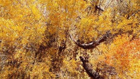 Langsam-über-Goldene-Und-Gelbe-Zitternde-Espen-Im-Herbstwind-Fliegen