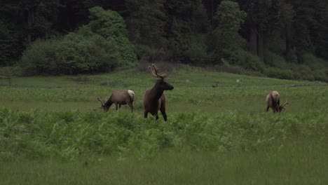 California-Elk-Redwood-National-Forest