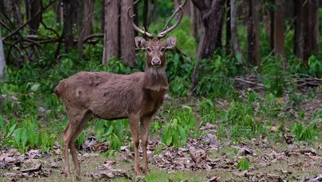 The-Eld's-Deer-is-an-Endangered-species-due-to-habitat-loss-and-hunting