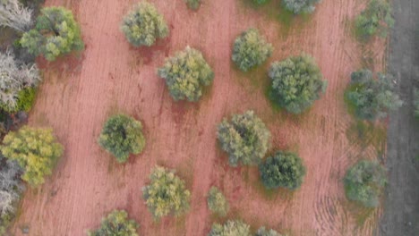 Olivenbäume-In-Portugal-Von-Oben-Nach-Unten-Mit-Drohne