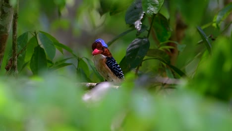 Ein-Baum-Eisvogel-Und-Einer-Der-Schönsten-Vögel-Thailands-In-Den-Tropischen-Regenwäldern