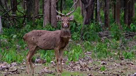 The-Eld's-Deer-is-an-Endangered-species-due-to-habitat-loss-and-hunting
