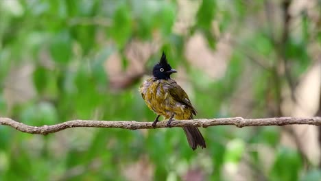 The-Black-crested-Bulbul-is-famous-for-its-punky-black-crest-and-yellow-body-that-makes-it-desirable-for-birders-from-around-the-world