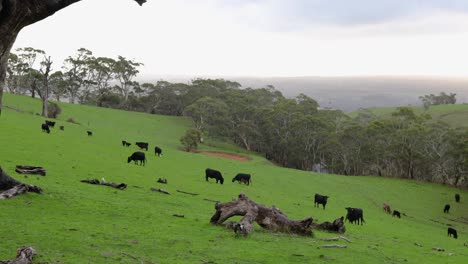 Black-cattle-grazing-on-a-lush-green-hillside,-downhill-sweeping-shot
