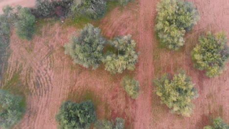 Cultivation-of-Olive-Trees-in-Algarve-from-Above