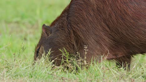 Giant-fluffy-rodent,-capybara-hydrochoerus-hydrochaeris-busy-foraging-on-the-ground-for-green-vegetations-at-ibera-wetlands-provincial-reserve
