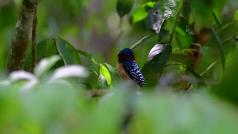 A-tree-kingfisher-and-one-of-the-most-beautiful-birds-found-in-Thailand-within-tropical-rain-forests