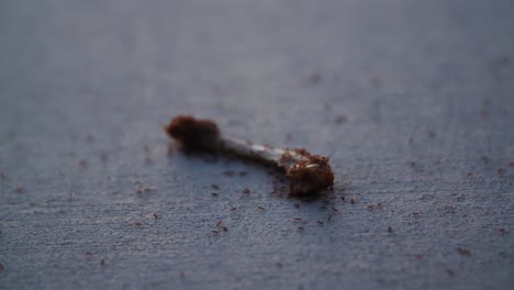 Eine-Nahaufnahme-Einer-Kolonie-Roter-Ameisen,-Die-Die-Überreste-Eines-Meist-Gegessenen-Hühnerbeins-Auf-Einem-Betonbürgersteig-Verschlingt