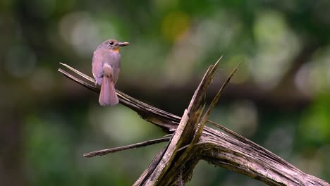 The-Hill-Blue-Flycatcher-is-found-at-high-elevation-habitat-it-has-blue-feathers-and-orange-like-breast-for-the-male,-while-the-female-is-pale-cinnamon-brown-and-also-with-transitioned-orange-breast
