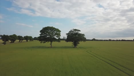 4k-Aerial-pan-around-two-trees-in-field