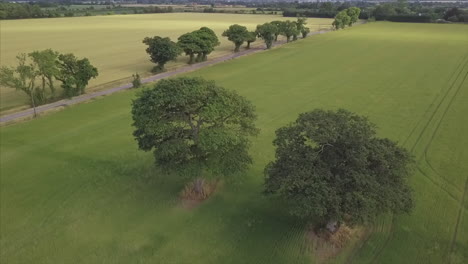 4k-Luftschwenk-Um-Zwei-Bäume-Im-Feld