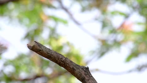 The-Ashy-Drongo-is-a-skittish-regular-migrant-to-Thailand-in-which-it-likes-to-perch-high-on-branches,-that-may-be-far-to-reach-by-humans-or-animals,-easy-to-take-off-and-capture-insects