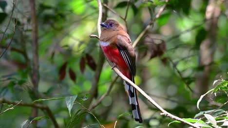 Der-Rothaarige-Trogon-Ist-Ein-Zutraulicher-Mittelgroßer-Vogel,-Der-In-Thailand-Vorkommt