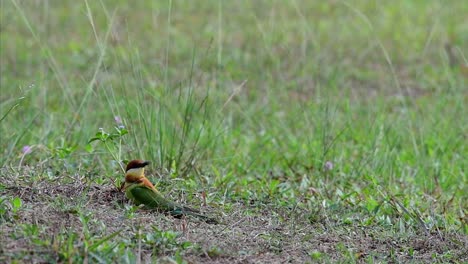 The-Chestnut-headed-Bee-eater-burrows-a-nest-on-a-high-grassy-mound-at-a-specific-place-where-bees-and-other-insects-are-abundant